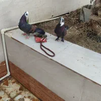 کبوتر رنگی|پرنده|آبادان, |دیوار