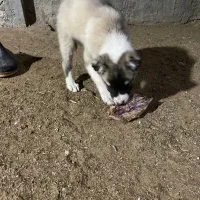 سگ سرابی|سگ|سمنان, |دیوار