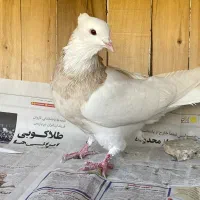 طوقی کرمانشاه|پرنده|قم, انسجام|دیوار