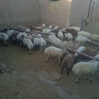 گوشت.دام زنده|خوردنی و آشامیدنی|نیمبلوک, |دیوار