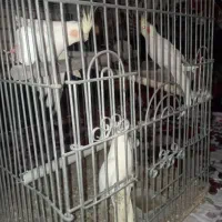 طوطی عروس هلندی مولد با جوجه|پرنده|کرج, شهرک سهرابیه|دیوار