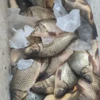 ثبت سفارش ماهی کپور فقط ۲۵۷توزیع پنج شنبه