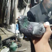 بدرنگ پلنگ ریشی|پرنده|زرند, |دیوار