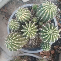 گل وگیاه|گل و گیاه طبیعی|مسجد سلیمان, |دیوار