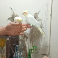سخنگو