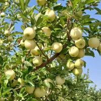 ۱۵۰تومن بیستا درخت سیب سفید درجه یک