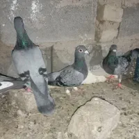 کفترر
