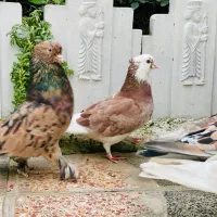 کفتر شازده زرد و هما ماده|پرنده|گرگان, |دیوار