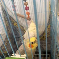 عروس هلندی رام