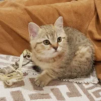 واگزاری بچه گربه های نژاد میکس بریتیش و dsh نژاد