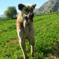 سگ سرابی|سگ|سلماس, |دیوار