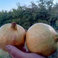 فروش زمین و باغ|فروش زمین و ملک کلنگی|سراب میمه, |دیوار