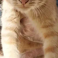 واگذاری گربه