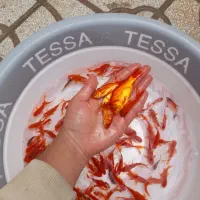 ماهی قرمز|ماهی|اسفراین, |دیوار