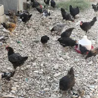 مرغ و خروس محلی|حیوانات مزرعه|شیراز, شهرک مهدی‌آباد|دیوار