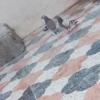 کبوتر