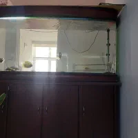 آکواریوم|ماهی|نیشابور, گنبد سبز|دیوار