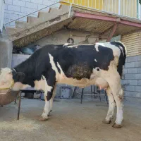 گاو گوساله سیمینتال ماده|حیوانات مزرعه|سرپل ذهاب, |دیوار