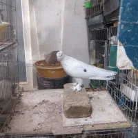 25عدد کبوتر عالی فقط یکجایی