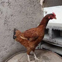 مرغ و خروس|حیوانات مزرعه|رودان, |دیوار