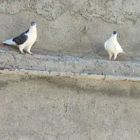 کفتر کبوتر چند جفت چپ سینه و چند تا جوجه جوانه|پرنده|کاشمر, |دیوار