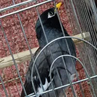 مینا|پرنده|بندرعباس, |دیوار