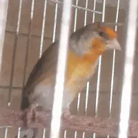 فروش سهره قناری