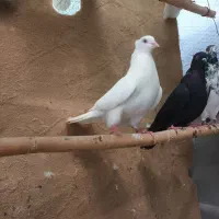 فروش تعدادی کبوتر پرشی|پرنده|خرمآباد (تنکابن), |دیوار