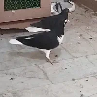 کبوتر|پرنده|اقبالیه, |دیوار