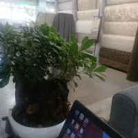 فروشنده خانم مجرد