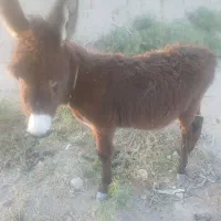 کره خر