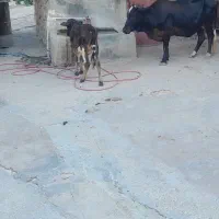 گاو با گوساله