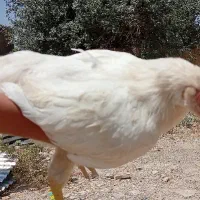 مرغ گلین