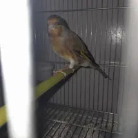 سهره قناری  دهن لر