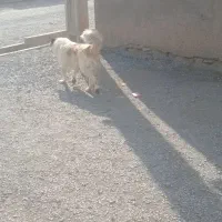 سگ سرابی|سگ|ملایر, |دیوار