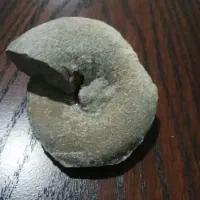 فسیل اصل|کلکسیون اشیاء عتیقه|تهران, فلسطین (میدان انقلاب)|دیوار