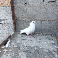 سفید نوک قنار نر