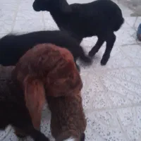 بره‌شیری
