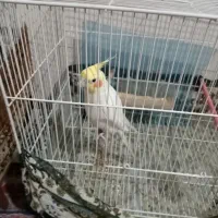 عروس هلندی ومرغ عشق|پرنده|مشهد, جاهد شهر|دیوار