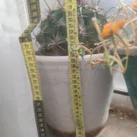 گل کاکتوس شمعدانی ختمی الوورا آگاو|گل و گیاه طبیعی|خوی, |دیوار