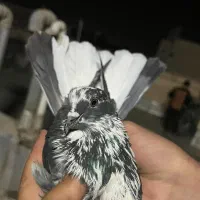 کفتر پرشی|پرنده|پاکدشت, پاکدشت (مامازند)|دیوار