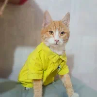 واگذاری رایگان گربه نارنجی