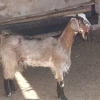 بز داشتی چاق|حیوانات مزرعه|کازرون, |دیوار