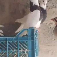 کفتر|پرنده|سراوان, |دیوار