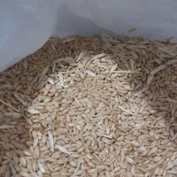 گندم