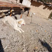 سگ پاکوتا|سگ|مشهد, جانباز|دیوار