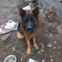 واگذاری ژرمن