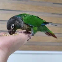 جوجه گرینجیک معاوضه