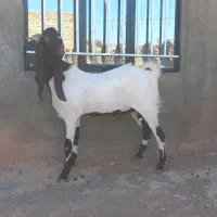 بز نربز جوان یکسال گوش بالای ۵۰ بسیار تیز وشر