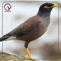 گمشده مرغ مینا